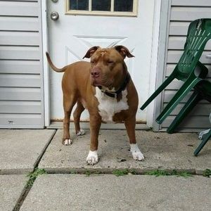 Meet your Posher, Al